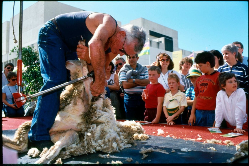 A man shearing a sheep as part of a display