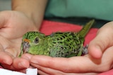 Western ground parrot