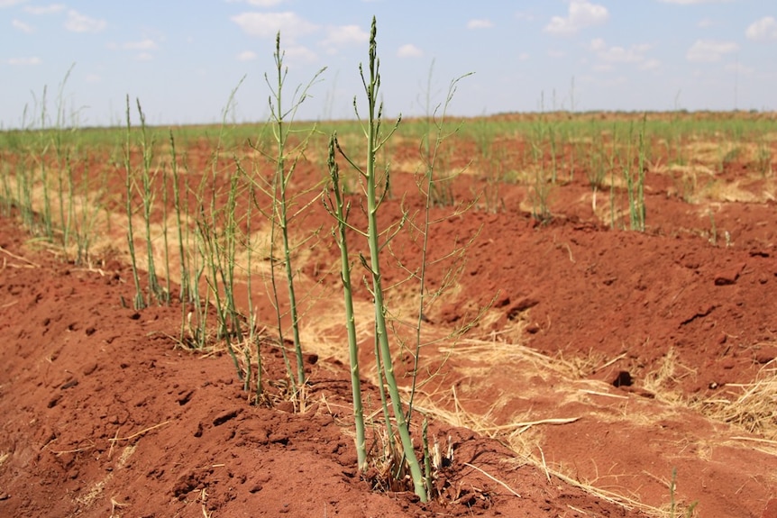 asparagus grown in lines on red soil