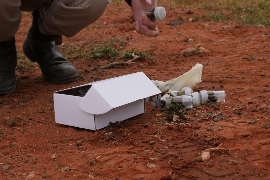 A white box with jars of faeces samples next to them on a ground of red dirt with boots next to it.