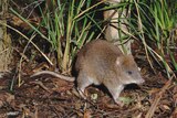 A small marsupial crouches in the grass.