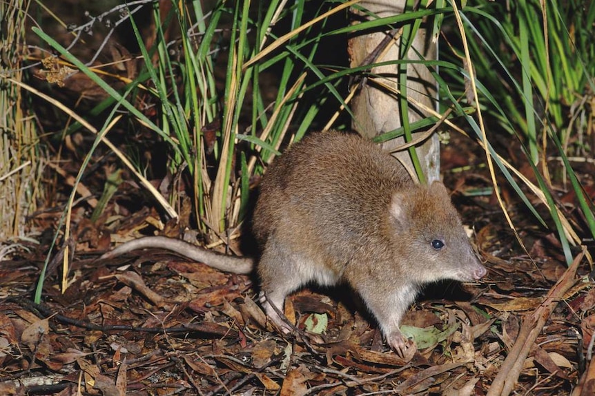A small marsupial like a native rat crouches in the grass