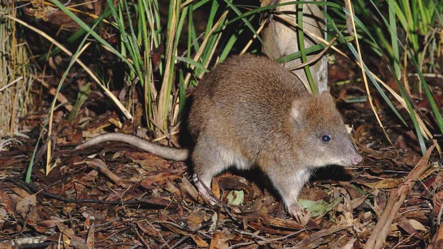 A small marsupial crouches in the grass.