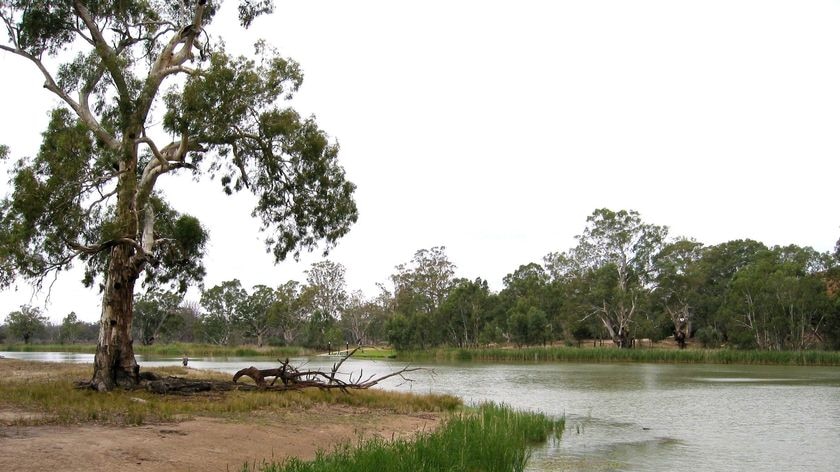 Flows on the rise in the Murray