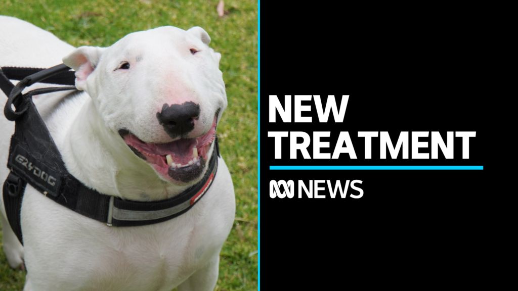 How To Help A Dog With Cancer