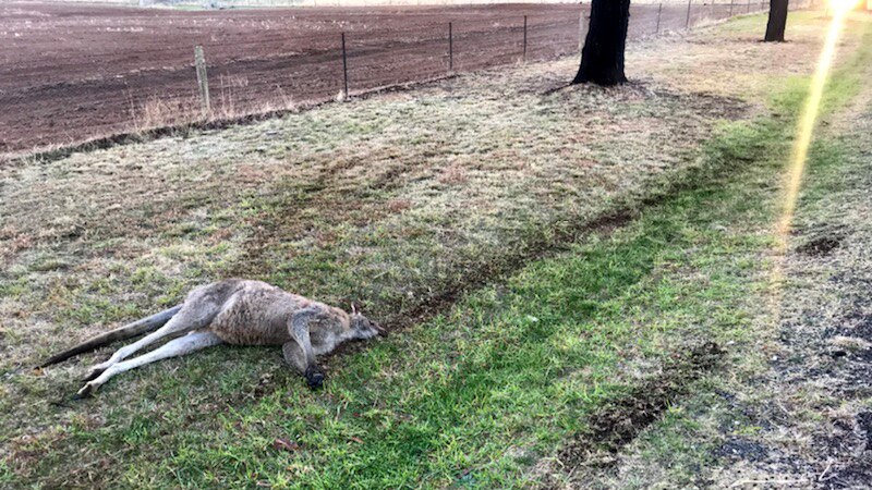 A kangaroo lying dead on grass, with tyre tracks on either side.