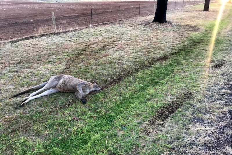 A kangaroo lying dead on grass, with tyre tracks on either side.