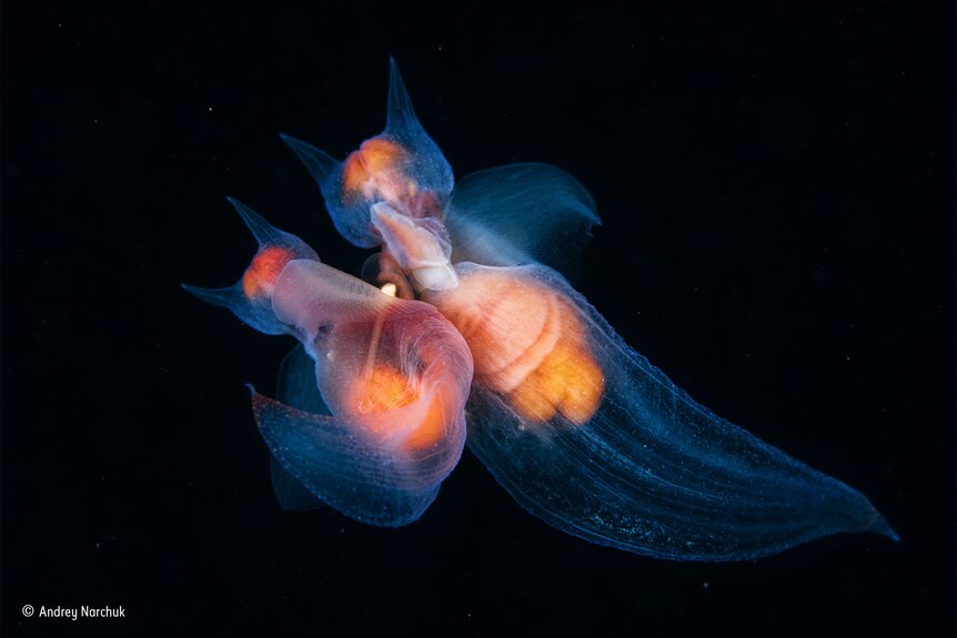 Tiny mating sea angels dance in the darkness of the Sea of Okhotsk in the Russian Far East.