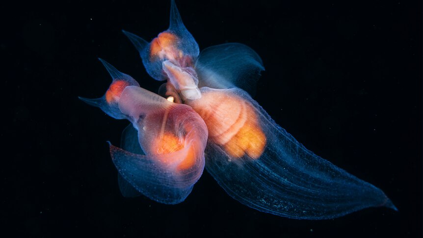 Tiny mating sea angels dance in the darkness of the Sea of Okhotsk in the Russian Far East.