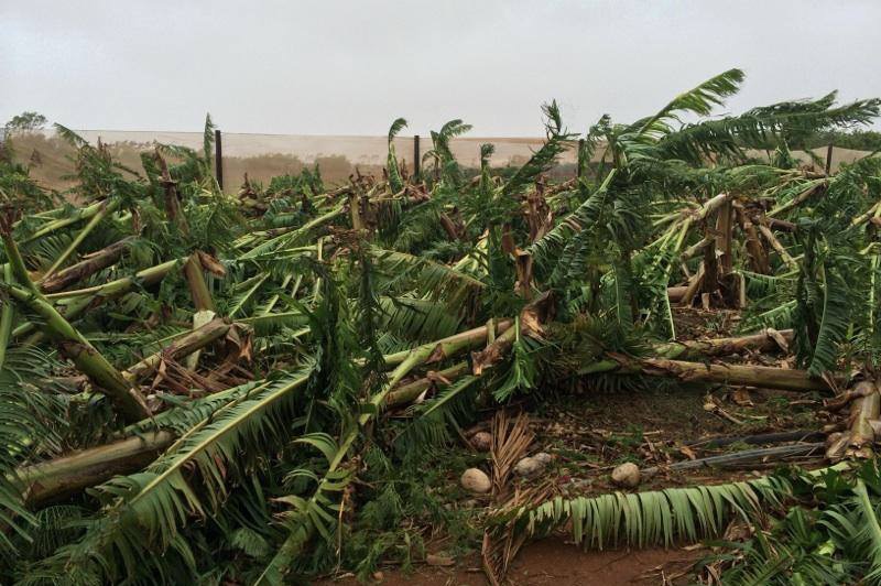 A banana plantation lies flattened by cyclone Olwyn in Carnarvon