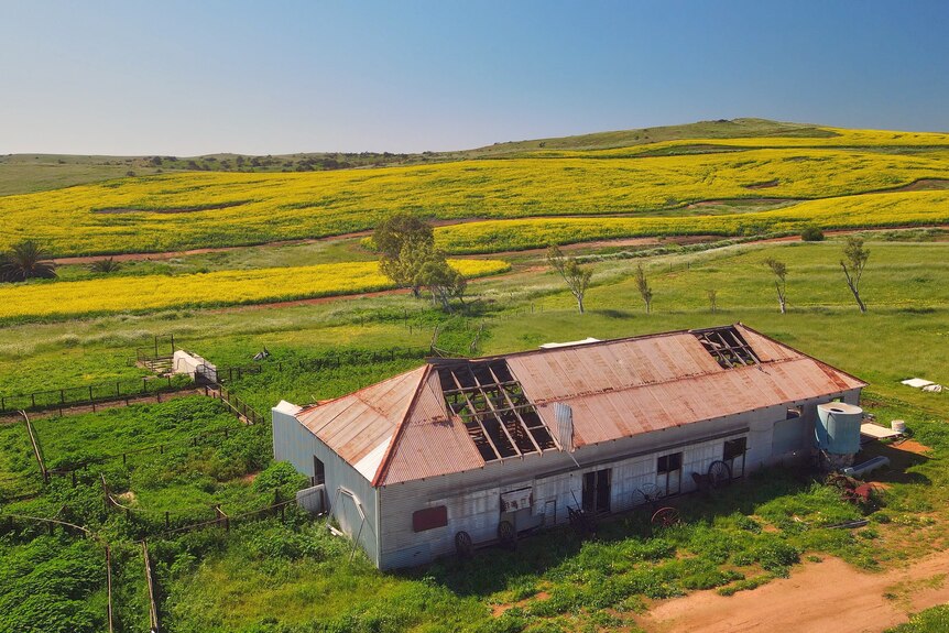 Vista aérea de un cobertizo de hojalata al que le faltan dos secciones de techo, en un prado verde con canola amarilla en la distancia. 