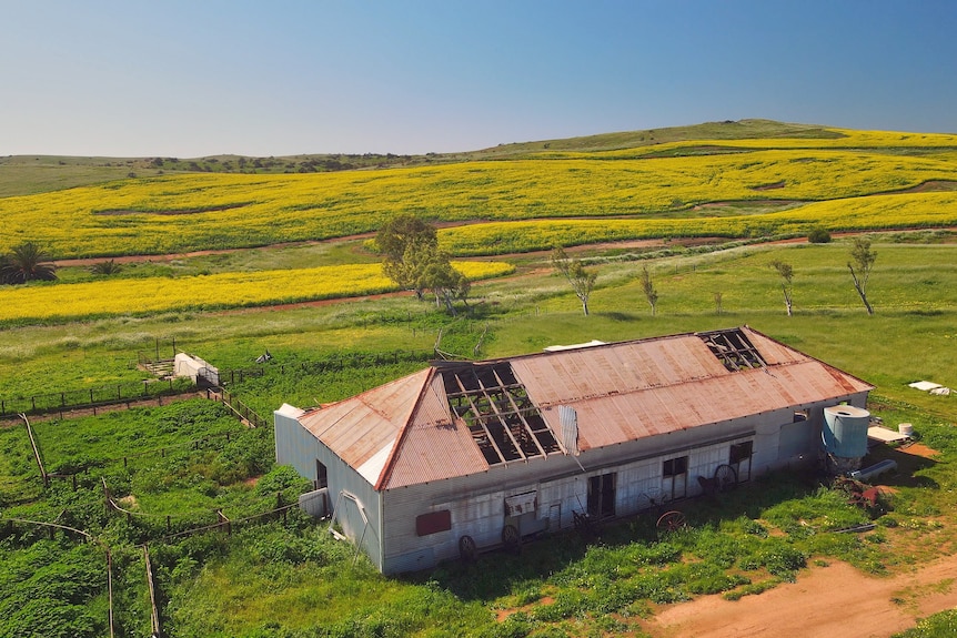 Aerial view of a tin shed with two sections of roof missing, in green paddock with yellow canola in the distance. 