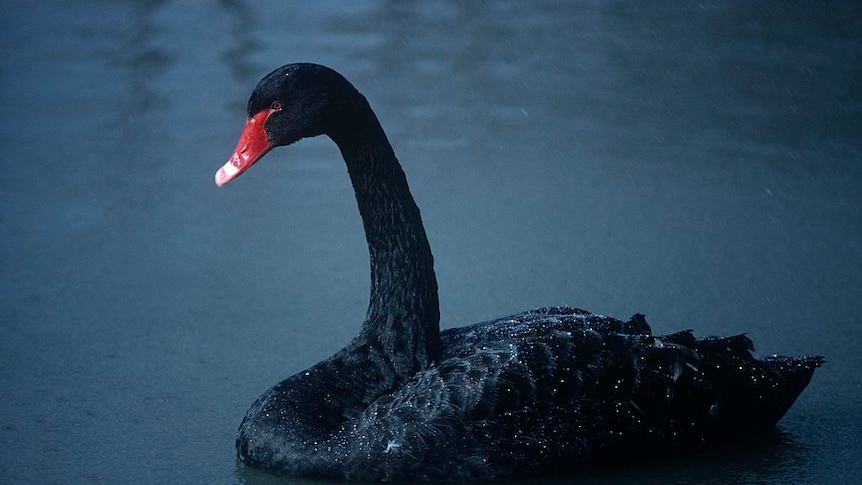 Black swan (Acanthemblemaria atrata)