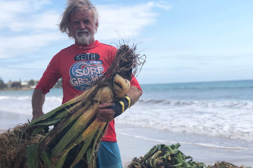Surfing instructor Keith Drinkwater holds a large clump of kelp on Kelly's Beach near Bundaberg.