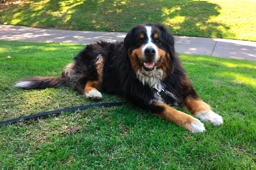 A Bernese Mountain dog lays on the grass and looks at the camera.