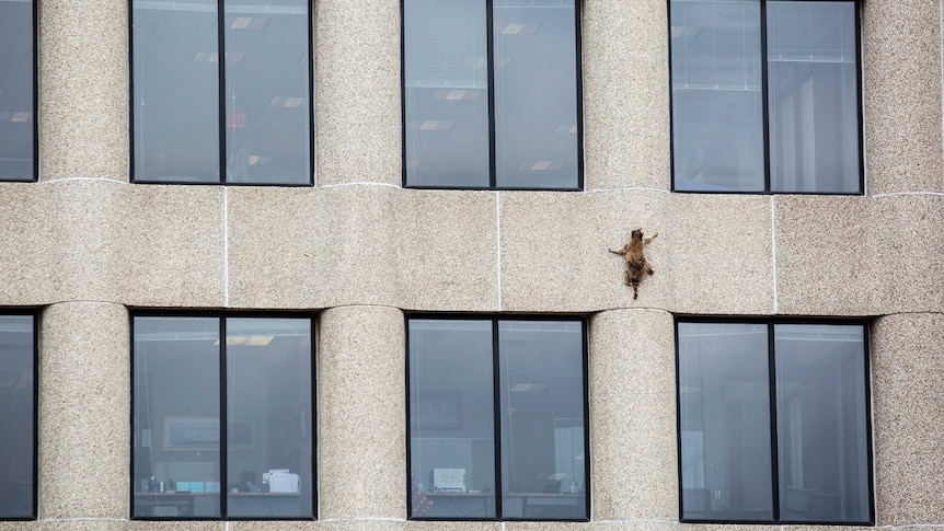 A raccoon scurries up the side of a building.