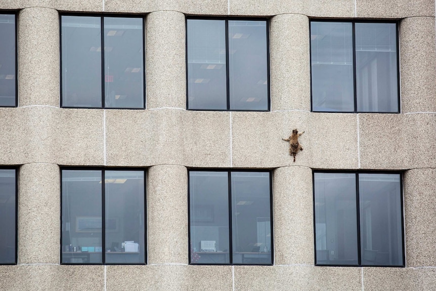 A raccoon scurries up the side of a building.
