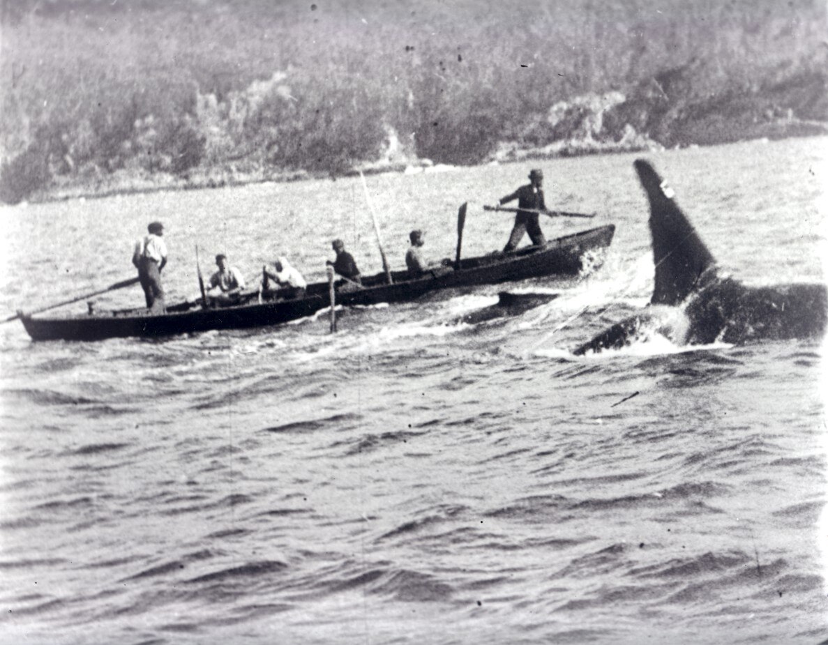a black and while photo of a whale next to a group of whalers