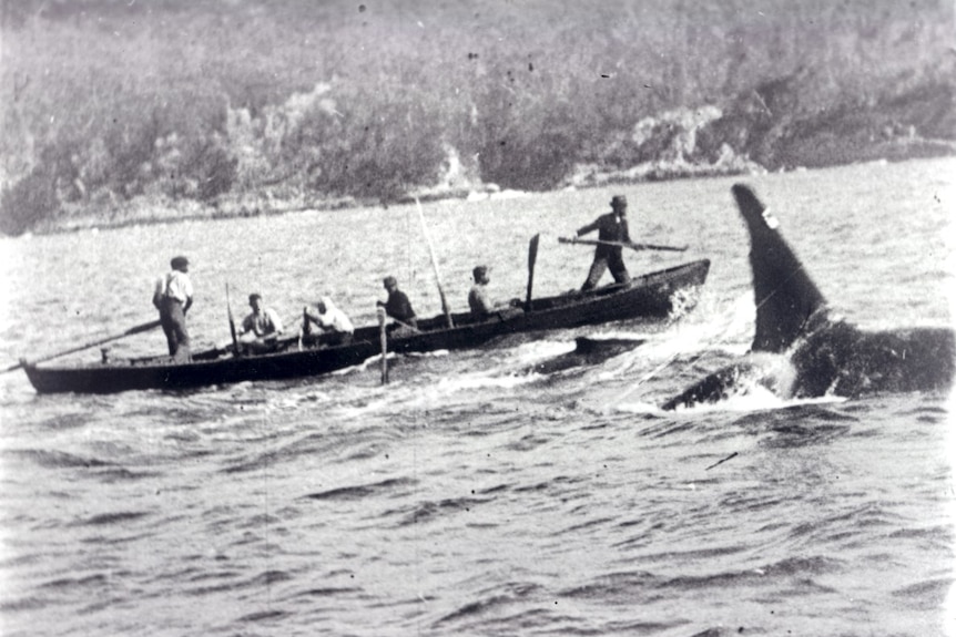 a black and while photo of a whale next to a group of whalers