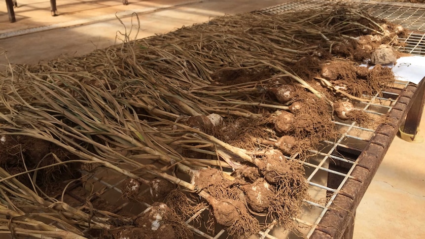 Whole garlic plants drying on racks at the Arid Zone Research Institute