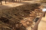 Whole garlic plants drying on racks at the Arid Zone Research Institute