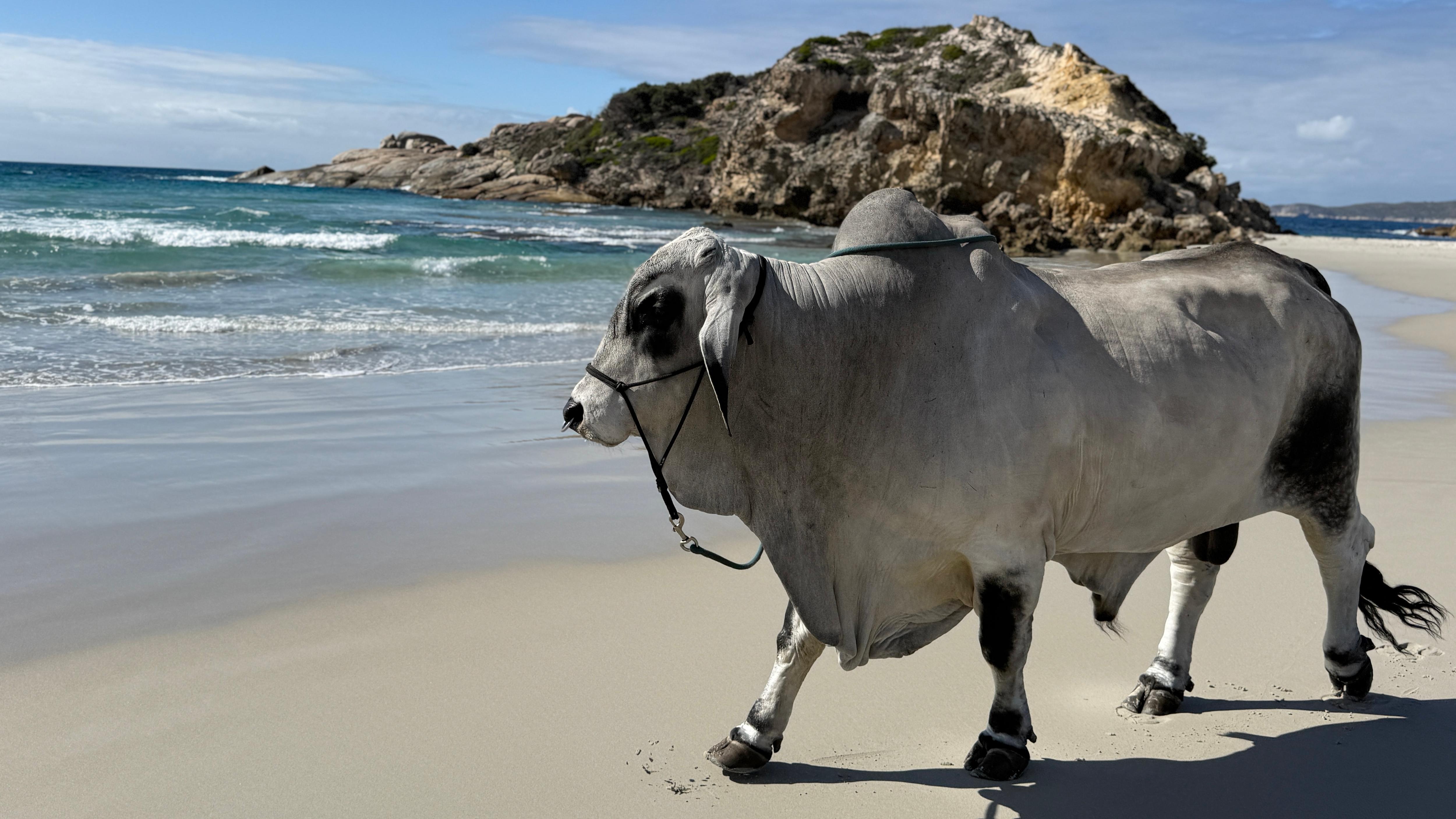 Beachgoers mesmerised by 1,100kg bull taking a stroll