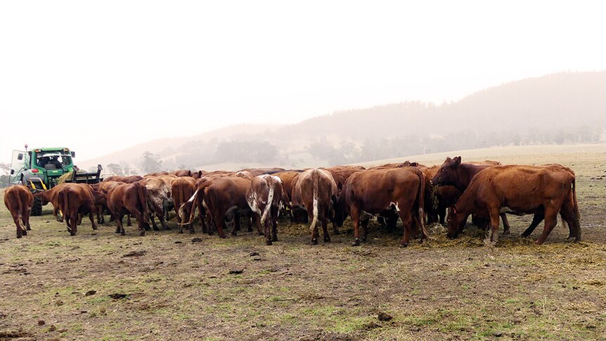 Beef stock on a Tasmanian farm