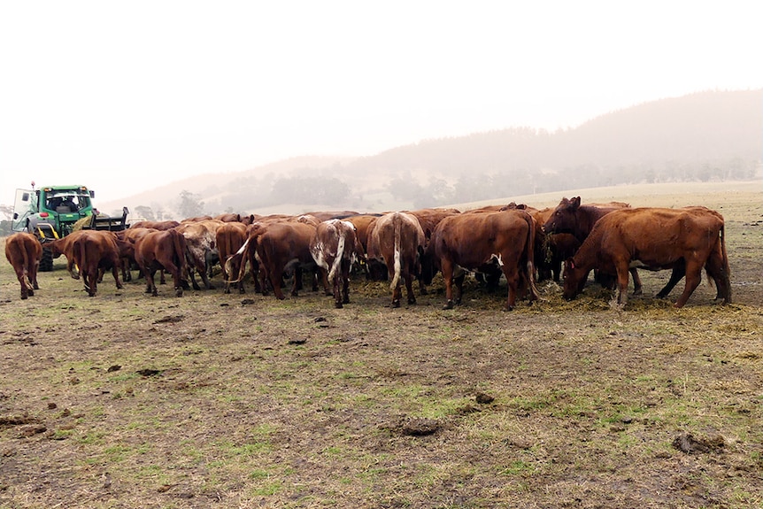 Beef stock on a Tasmanian farm