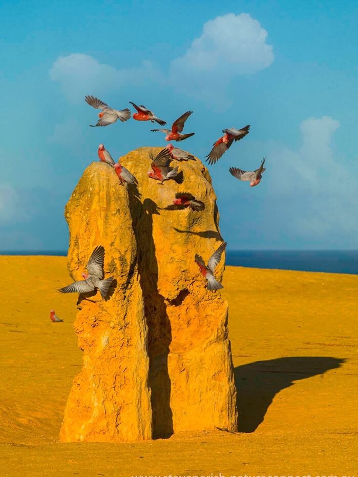 Galahs fly around a rock.
