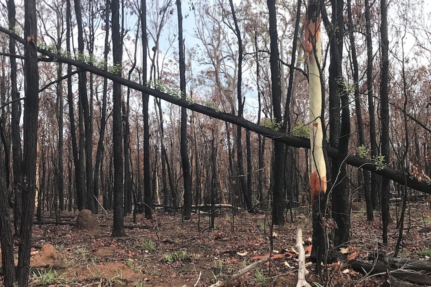 A row of burnt trees