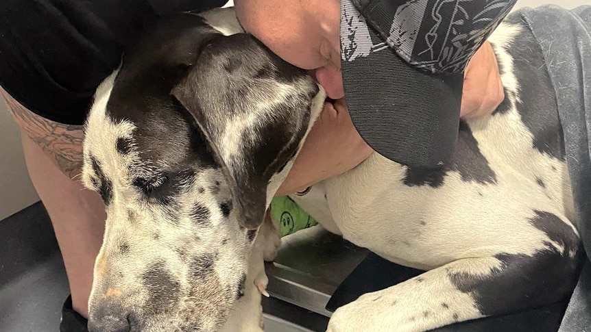 A man in a cap kisses a dog goodbye