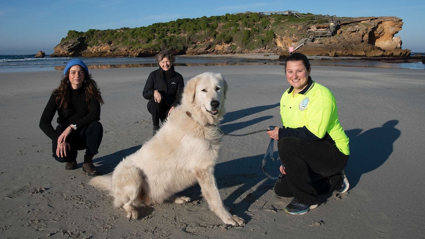 Three University researchers pose with a Maremma in front of Warrnambool's Middle Island