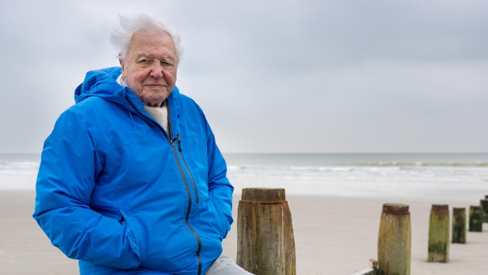 Person in a blue jacket standing by a beach with wooden posts and an overcast sky.