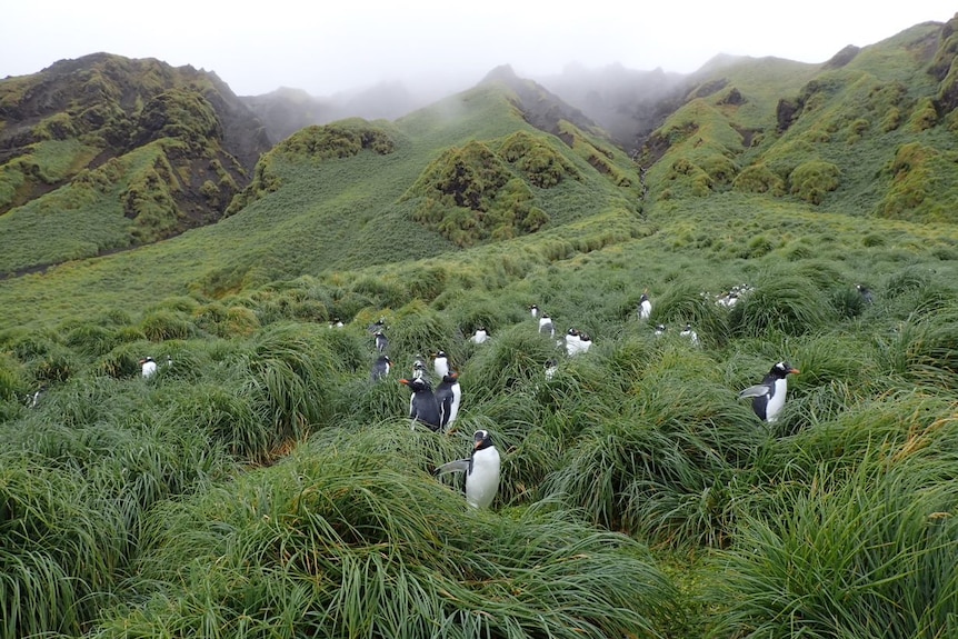 Gentoo penguins on a grassy hill