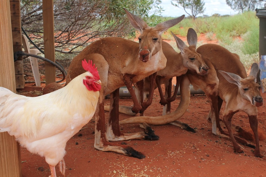 Cluck Norris with Kangaroos at Erldunda