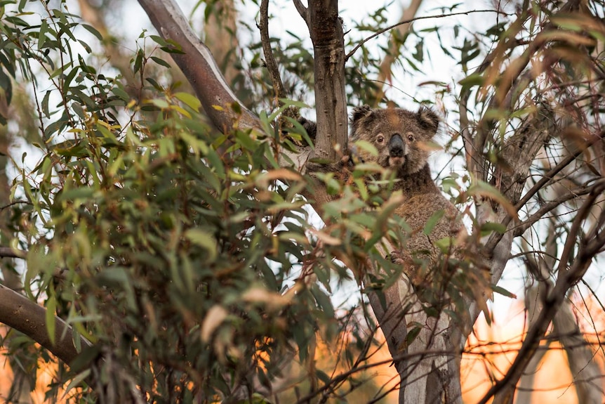 Small koala sitting in a leafy eucalypt tree, looking at camera with alert eyes.