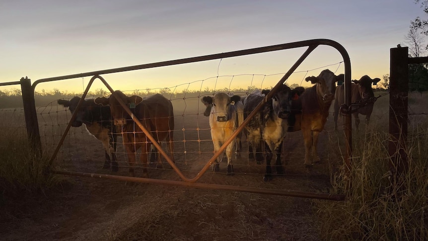 Five cows stand behind a closed gate as the sun rises in the background behind them.