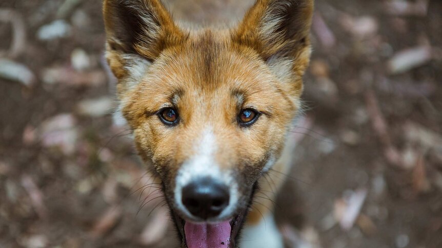 Close up on the face of a dingo with its mouth open looking up at the camera.