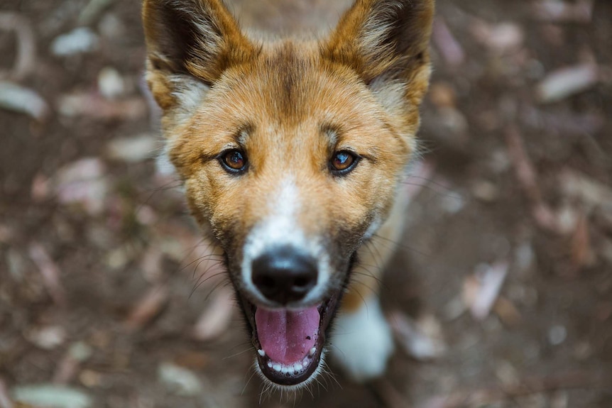 Adorable' stray dog turns out to be rare purebred dingo