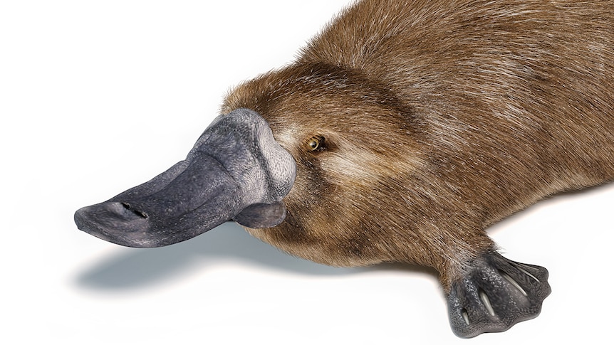 A photo of a platypus against a white background