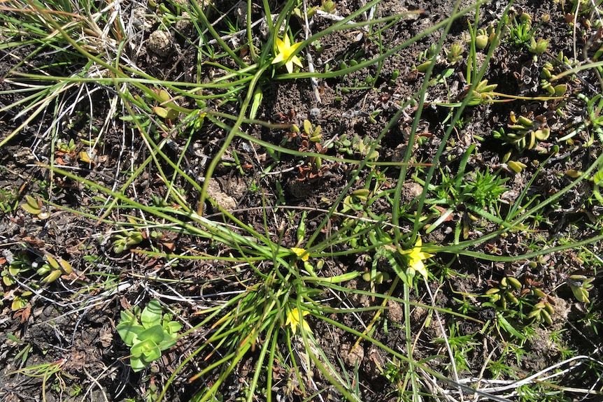 Sheathing yellowstar, a threatened species of plant