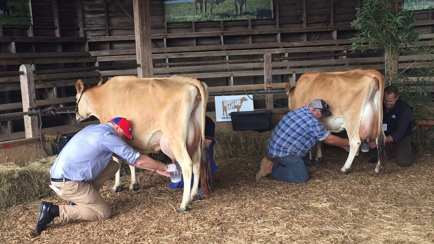 Four people hand milking two jersey cows.