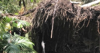 Arborists work around fallen tree