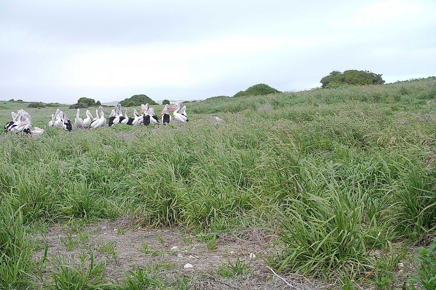 A large group of pelicans huddles together surrounded by high grass