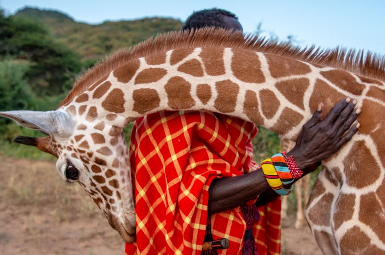 A giraffe rests its neck on an African tribesman's shoulder.