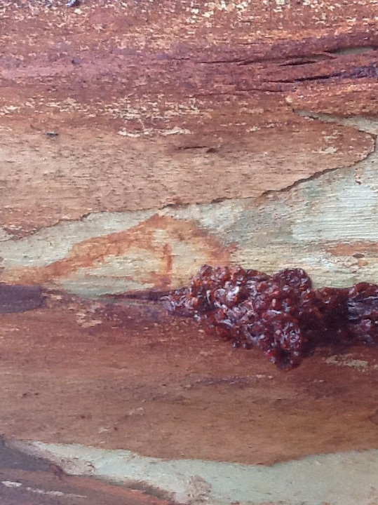 Sap erupting from a lesion in the bark