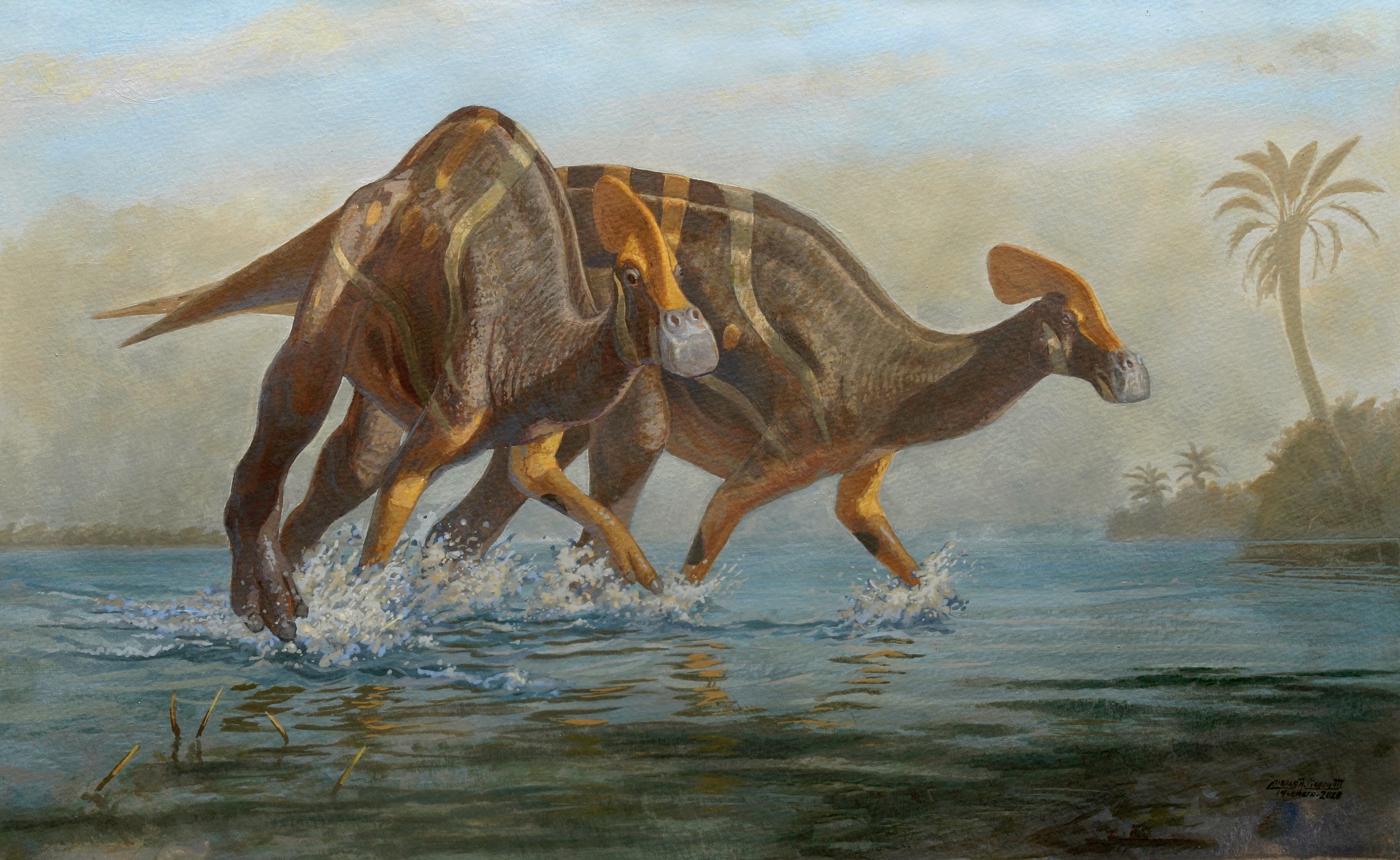Illustration of a new species of dinosaur with four legs walking through shallow water.