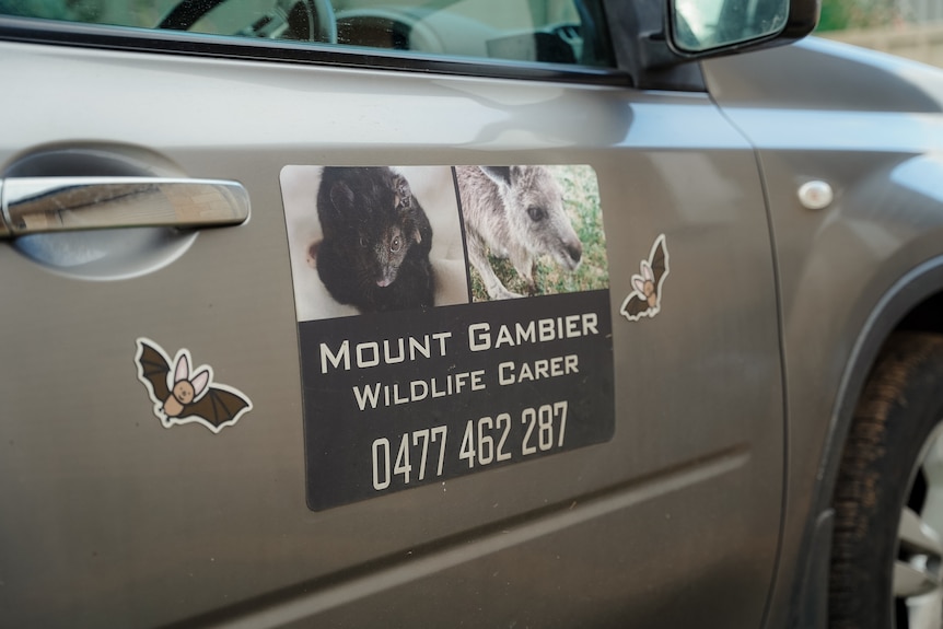 A silver car is seen with a display on it reading Mount Gambier Wildlife Carer 0477 462 287.