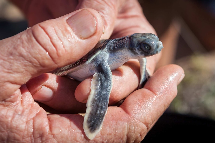 Hands hold a baby turtle.