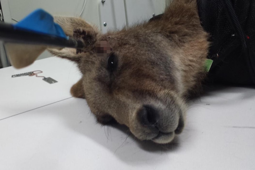 "Spot" the kangaroo just before undergoing surgery to have an arrow removed.